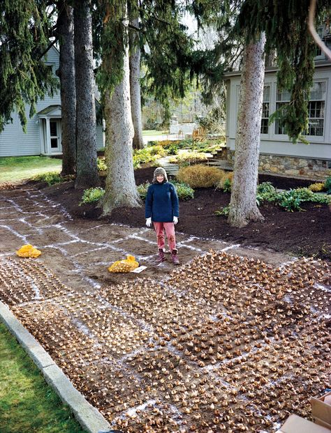 Take a Tour of Martha's Most Beautiful Gardens and Learn How She Created Each Daffodil Planting, Planting Daffodil Bulbs, Planting Plan, Daffodil Bulbs, Garden Bulbs, Most Beautiful Gardens, Spring Bulbs, Lily Pond, Planting Bulbs