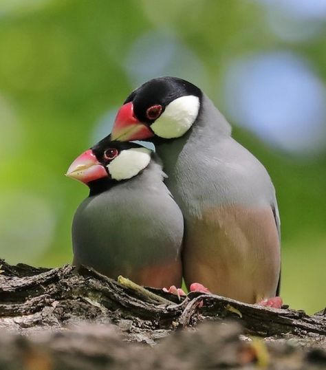 Java Finch, Java Rice, Java Sparrow, Eagle Drawing, Sparrow Bird, Finches, Rare Birds, Dark Photography, Birds Of Paradise