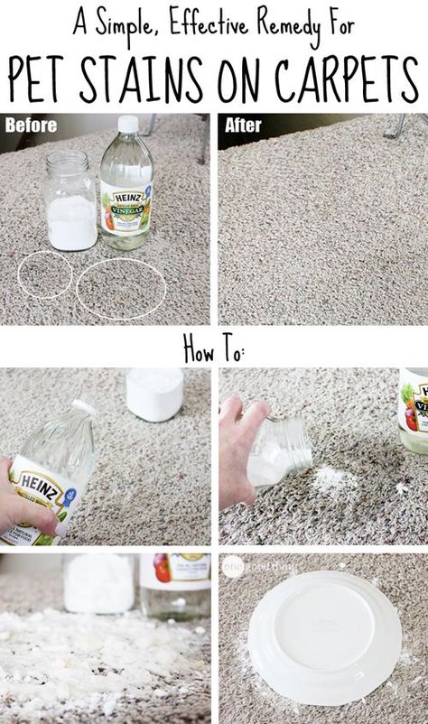 There is going to be a mistake or two or plenty, take a look at this Simple, Effective Remedy For Pet Stains On Carpets  and Tips & Hacks For Your Dog ...that you wish you knew a long time ago  on Frugal Coupon Living. Remove Pet Stains, Clean Carpet, Game Mode, Deep Cleaning Tips, Pet Stains, Clean Dishwasher, Carpet Stains, Toilet Cleaning, Simple Life Hacks