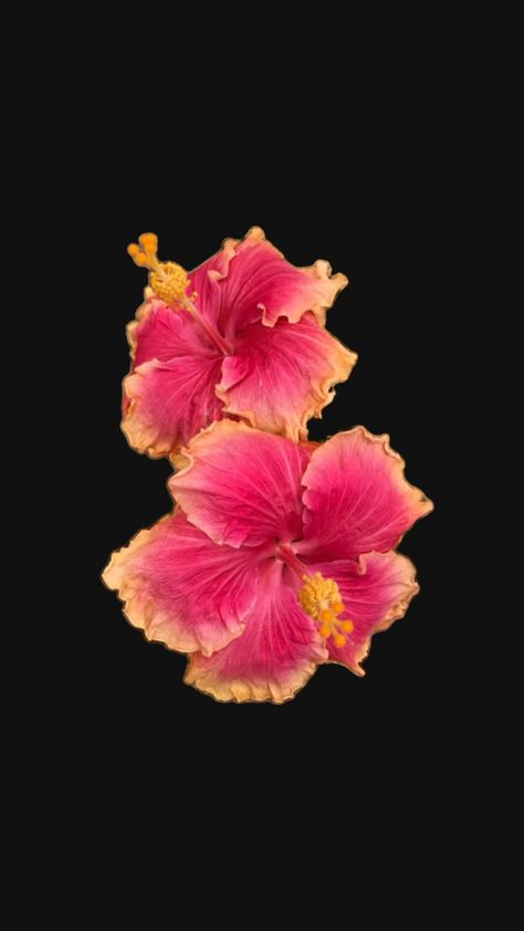 Hibiscus Flower Wallpaper Aesthetic, Hibiscus Flower Wallpaper, Flowers Black Background, Iphone Black, Flower Therapy, Hibiscus Flower, Hibiscus Flowers, I Wallpaper