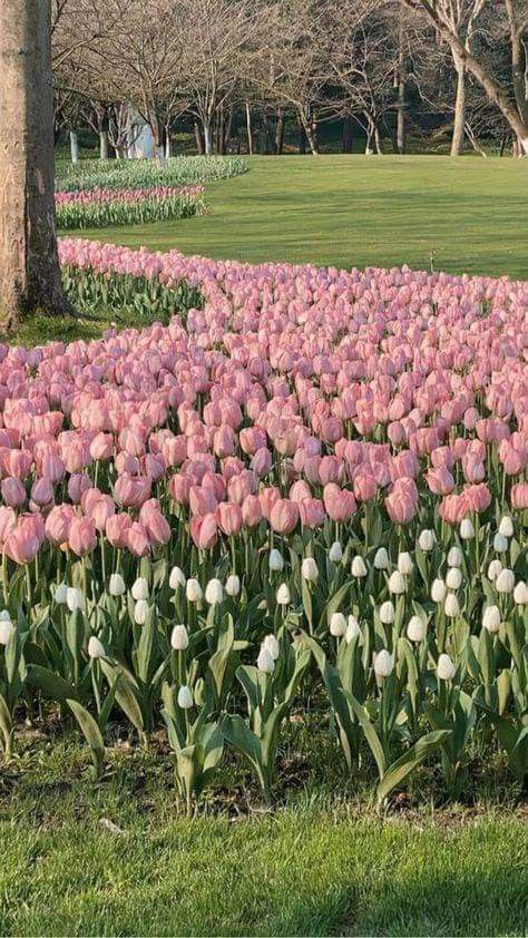 Aesthetic Fields, Aesthetic Best Friends, Field Aesthetic, Tulips Pink, Pink White Flowers, Photoshoot Summer, Luxury Flower Bouquets, Field Wallpaper, Pink Flowers Wallpaper