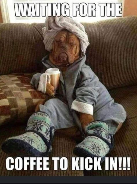 Coffee Memes Humor, Coffee Jokes, Coffee Quotes Funny, Funny Coffee Quotes, Morning Memes, Coffee Talk, Good Morning Funny, Morning Humor, Good Morning Coffee