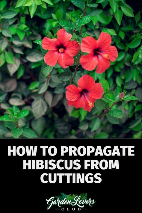 Propagating Hibiscus From Cuttings, Planting Hibiscus In Ground, Hibiscus Growing, Hibiscus Tree Care, Propagate Hibiscus, Plants To Propagate, Hardy Hibiscus Plant, Growing Hibiscus, Hibiscus Garden