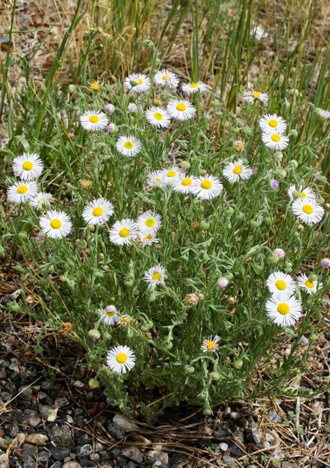 WILDFLOWERS OF NEW MEXICO Perennial Herbs, Hair Cover, New Mexico, Perennials, Wild Flowers, Mexico