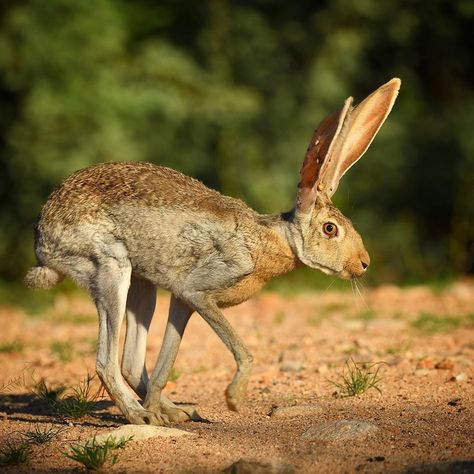 Animal Reference Photos Action Poses, Hare Pictures, Hare Illustration, Animal T Shirt, Hare Rabbit, Wallpapers Beautiful, Tattoo Nature, Animal Nails, Jack Rabbit