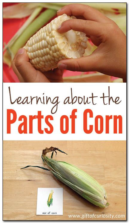 Fun, hands-on, Montessori-inspired learning about the parts of corn. Ideas For Learning, Preschool Food, Thanksgiving Activities Preschool, Science For Toddlers, Montessori Printables, Ear Of Corn, Thanksgiving Preschool, Corn Cob, Fall Preschool