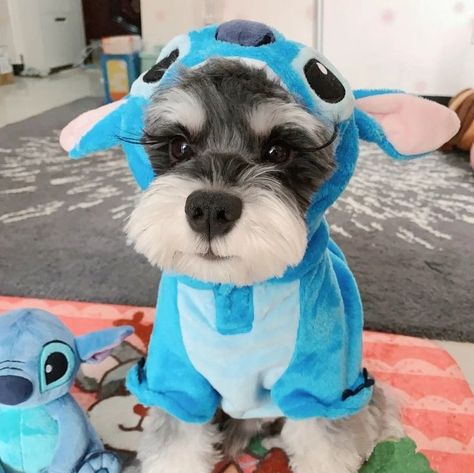 Doggie Smiles: Joy in Every Wag #HappyDog #DogLife #PuppyLove #CanineCompanion #FurryFriend #DogMoments #PetLovers #PawsAndPlay #DogJoy #waggingtails Stitch Dog Costume, Lilo And Stitch Merchandise, Angel Dog, A Cartoon Character, Cute Small Animals, Cute Animals Puppies, Very Cute Dogs, Cute Little Puppies, Stitch And Angel