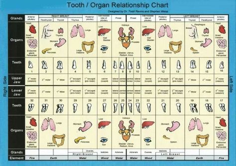 Tooth/Organ Relationship Chart What Is Oil Pulling, Relationship Chart, Tooth Chart, Wisdom Teeth, Body Organs, Root Canal, Oral Health Care, Traditional Chinese Medicine, Chinese Medicine