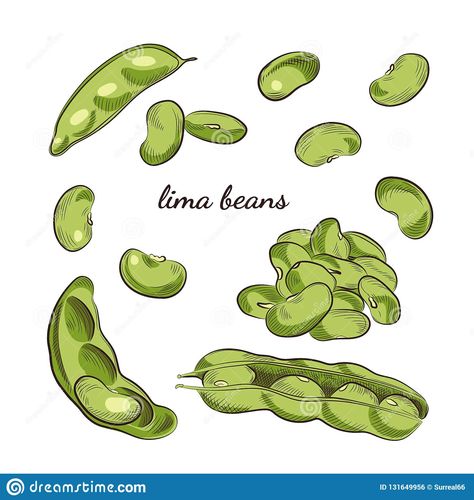 Lima Bean Tattoo, Bean Drawing Cute, Bean Doodle, Bean Illustration, Bean Drawing, Bean Tattoo, Cute Tats, Lima Bean, Beautiful Tattoos For Women