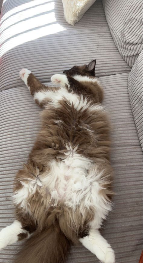 Icebound Meredith Trapp, Brown And White Ragdoll Cat, Aesthetic Ragdoll Cat, Brown And White Cat Aesthetic, Brown Ragdoll Kitten, Brown Ragdoll Cat, Ragdoll Cat Aesthetic, White And Brown Cat, White Ragdoll Cat