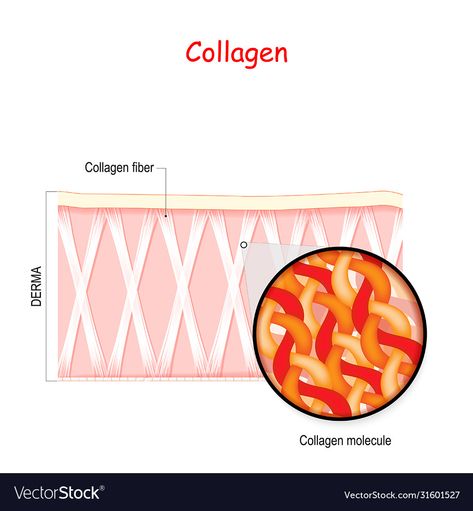 Collagen Fibers, Beauty Quotes, Skin Care Essentials, Work On Yourself, Png Images, Adobe Illustrator, Vector Free, Vector Images, Illustrator