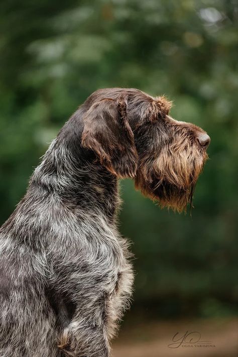 German Pointer, Gsp Dogs, Scruffy Dogs, German Wirehaired Pointer, Dog Heaven, Bird Dogs, Dog Rules, Water Dog, Dog Car