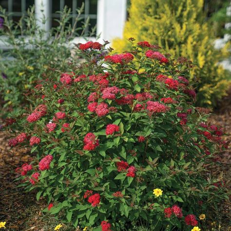 Proven Winners on Instagram: “One to watch: Double Play Doozie spirea, pictured in our Michigan trial garden this week reblooming its pretty little head off. This…” Spirea Plant, Meadow Nursery, Deer Proof Plants, Shade Shrubs, Spring Meadow, Blueberry Bushes, Foundation Planting, Proven Winners, Plant Spacing