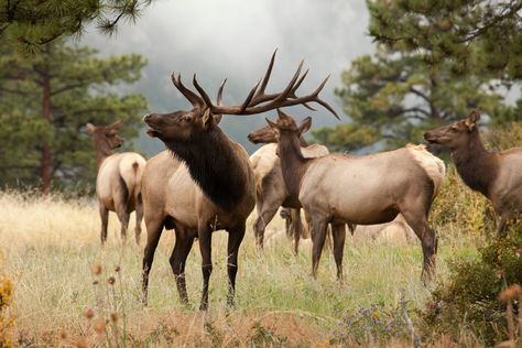 Didn’t they read the sign? Elk California, Elk Hunting Colorado, Bugling Elk, Wild Bull, Lenticular Printing, Elk In Snow, Bull Shark, Bull Elk, Elk Falls Campbell River