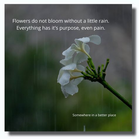 Raining Morning Quotes, Flowers And Rain Quotes, Aesthetic Quotes About Flowers, Raindrops Quotes, Rain Quotes, Flowers Photography Wallpaper, Self Care Bullet Journal, No Rain No Flowers, Flower Quotes