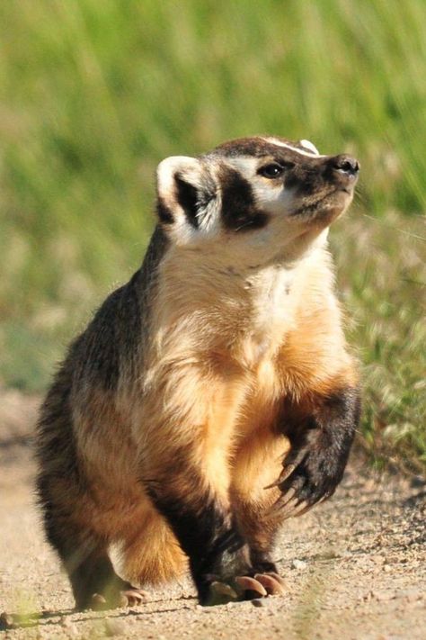 American Badger, North American Wildlife, Animal Study, Interesting Animals, Pretty Animals, Silly Animals, Weird Animals, Cute Creatures, Animals Of The World