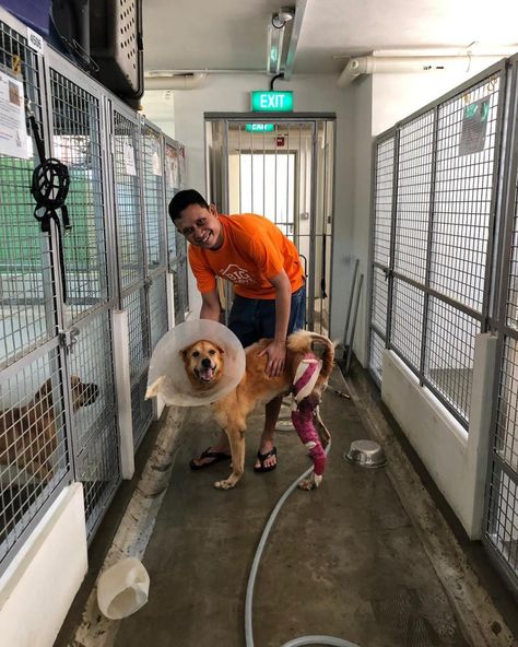 Volunteer Opportunities at a Singapore Dog Shelter Check more at https://smartdogdaily.com/volunteer-opportunities-at-a-singapore-dog-shelter/ Animal Shelter Volunteer, Royal Animals, Dog Shelter, Uni Life, Volunteer Opportunities, Shelter Dogs, Dog Trainer, Doctor Strange, Animal Shelter