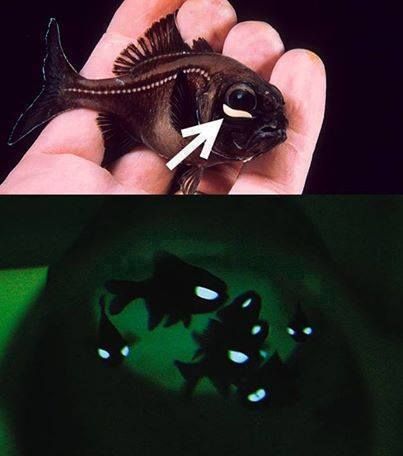 Flashlight Fish-- Photoblepharon palpebratus - uses the light to signal to others, startle predators, and find small animals to feed on Flashlight Fish, Light Fish, Animal Birthday Cakes, Flash Light, Small Animals, Animal Birthday, Ocean Life, Sea Animals, Aquarium Fish