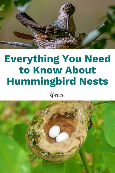 Hummingbird nests are amazing architectural creations that protect and nurture some of the world's most delicate birds. Observing hummingbird nests can be a rewarding and enchanting experience for birders. Here's everything you should know about Hummingbird Nests. #Hummingbirds #Birds #HummingbirdFacts #TheSpruce Hummingbird Nesting Material, Bird Nesting Material, Hummingbird Nests, Hummingbird Nest, Attract Hummingbirds, Egg Nest, Garden Food, Hummingbird Garden, Bird Eggs