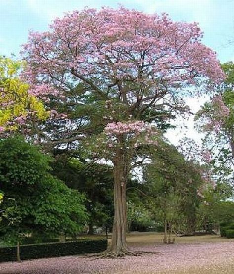 Tabebuia rosea - maquilishuat national flower of El Salvador Tabebuia Rosea, El Salvador Culture, The Constant Gardener, Beatiful People, National Flower, Ornamental Trees, Tree Forest, Tourist Places, How To Be Likeable