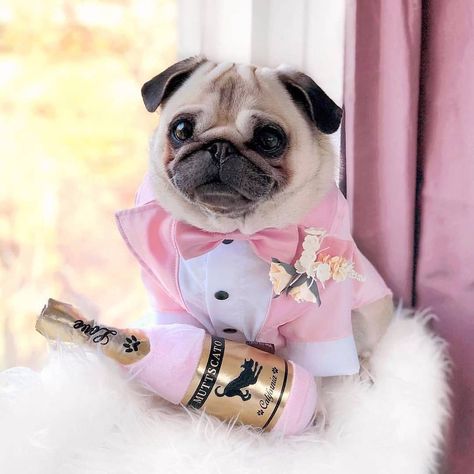 A Little party never killed Nobody! So take your best tuxedo by @Barkandgo and open Champagne! AVAILABLE IN BEAUTIFUL PINK, CLASSY BLACK… Cool Tuxedos, Pink Tuxedo, Flower Boutonniere, Dog Tuxedo, Puppy Accessories, Designer Dog Clothes, Bow Tie Wedding, Wedding Bows, Dog Wedding