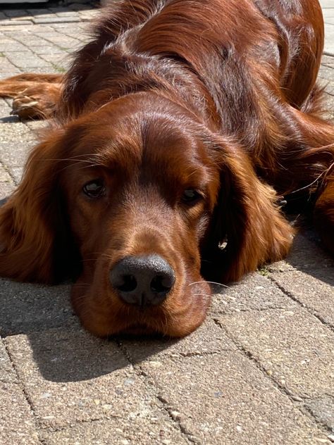 Irish Setter Puppy, Setter Dogs, Irish Red Setter, Red Setter, Irish Setter Dogs, Irish Setters, Puppies And Kitties, Pretty Dogs, Bird Dogs