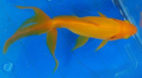 Goldfish - Top view yellow Watonai | Goldfish | Pinterest Fish From Top View, Goldfish Top View, Fish Top View, Fish Videos, Pond Aquarium, Fish Reference, Heart Fish, Goldfish Pond, Pond Fish