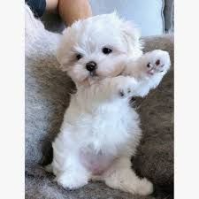 Maltés Mini | MercadoLibre Tiny Dog Breeds, Maltese Puppies For Sale, Working Dogs Breeds, Yorkshire Terrier Puppies, Cutest Animals, Maltese Puppy, Maltese Dogs, Best Dog Breeds, Tiny Dogs