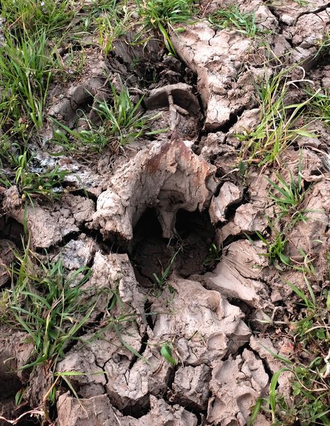 Cow hoof print at Black Diamond Mines Cow Hoof Print, Cow Hoof, Cow Hooves, Hoof Print, Diamond Mines, Black Diamond, Cow, Texture, Tattoos