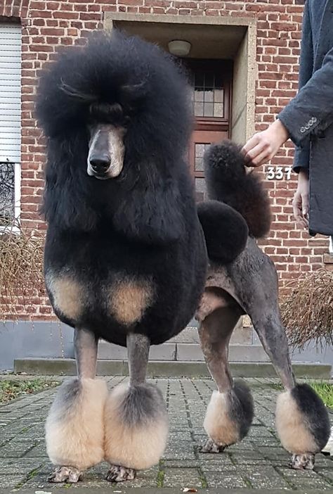 Standard Poodle Grooming, Poodle Haircut Styles, Standard Poodle Haircuts, Parti Standard Poodles, Phantom Poodle, Black Poodles Standard, Standard Poodle Brown, Parti Poodle Standard, Poodle Hair