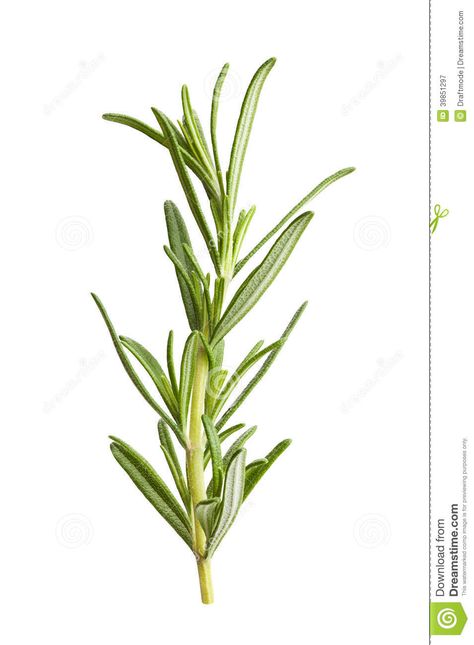 Photo about Rosemary isolated on white background. Image of medicine, spice, studio - 39851297 Rosemary Flower, Watercolor Herbs, Rosemary Herb, Herb Art, Tattoo Plant, Growing Rosemary, Rosemary Plant, Food Graphic Design, Rosemary Leaves