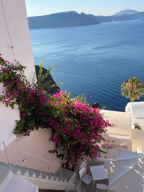 santorin, oia, fleurs roses, pink flowers in santorini travel Santorini Oia, Hot Kiss, Beautiful World, Santorini