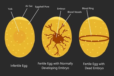 Candling Chicken Eggs, Egg Candling, Hatching Chickens, Cook Eggs, Egg Candle, Hatching Chicks, Quails, Cracked Egg, Hatching Eggs