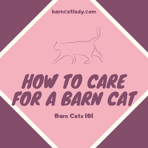 How to Care for a Barn Cat: Barn Cats 101 – The Barn Cat Lady Kitten Quotes, Barn Cat, Cat Toilet Training, Cats 101, The Barnyard, Cat Toilet, Pet Vet, Cat Care Tips, Cat Box