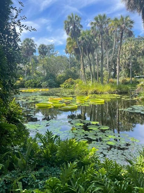 Willow Trees Aesthetic, Louisiana Summer Aesthetic, Swamp Pictures, Louisiana Background, Mangrove Aesthetic, Louisiana Bayou Aesthetic, Green Swamp Aesthetic, Bayou Aesthetic, Marsh Aesthetic