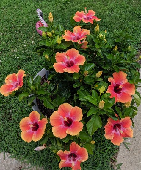 Bountiful blooms! Fiesta Hibiscus. Caribbean Garden, Fiesta Flowers, Fav Flower, Hibiscus Garden, Amazing Plants, Coconut Dream, Hawaiian Sunset, Hibiscus Plant, Hawaiian Hibiscus