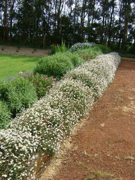 Driveway Plants, Seaside Daisy, Manly House, Fence Gardens, Acreage Ideas, Front Yard Design Ideas, Chamomile Lawn, Garden Home Ideas, Yard Design Ideas