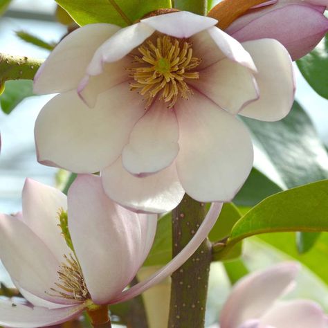 Magnolia 'Fairy Blush' in a 13cm Pot : Amazon.co.uk: Garden & Outdoors Fairy Magnolia, Magnolia Soulangeana, Uk Garden, Botanical Painting, Perfect Plants, Free Amazon Products, Hedges, Magnolia, Free Delivery