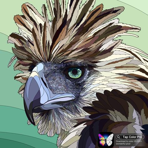 Philippine Eagle, Wedge Tailed Eagle, Eagle Artwork, Eagle Vector, Eagle Drawing, Spiderman Drawing, Eagle Tattoos, Eagle Art, National Animal