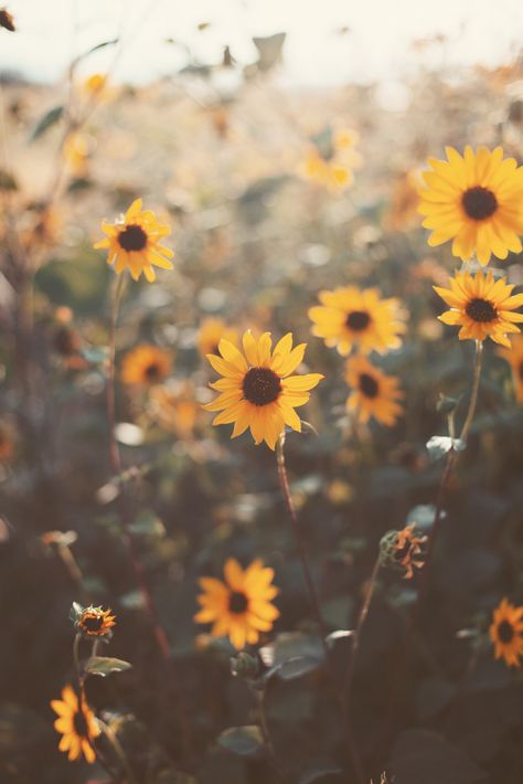 Wild Sunflowers, Tumblr Flower, Wild Sunflower, Tumblr Backgrounds, Sunflower Wallpaper, Yellow Aesthetic, Aesthetic Pastel Wallpaper, Beautiful Summer, Pastel Aesthetic