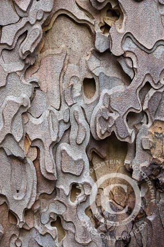 The Transformative Power of Fire » JMG-Galleries - Landscape ... Ponderosa Pine Tree, Cool Textures, Tree Tattoo Art, Pine Tree Art, Tree Bark Texture, Pine Bark, Pine Tree Tattoo, Tree Textures, Ponderosa Pine