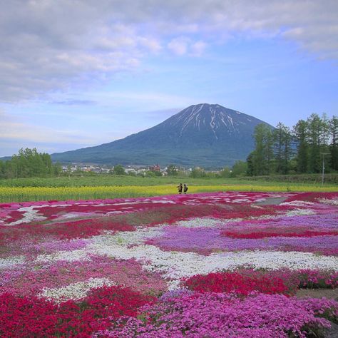 Absolutely Stunning! 8 Wonders of Visiting Hokkaido in Summer | tsunagu Japan Hokkaido Aesthetic, Biei Hokkaido, Rural Japan, Japan Core, Aesthetic Country, Japan Nature, Japan Summer, Dream Trips, Japan Life