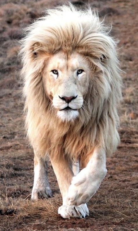 Lion Kings, Animal Anime, Aesthetic Animals, Tattoo Lion, Lion King Baby, Wild Animals Photography, Lions Photos, Wild Lion, Lion Photography