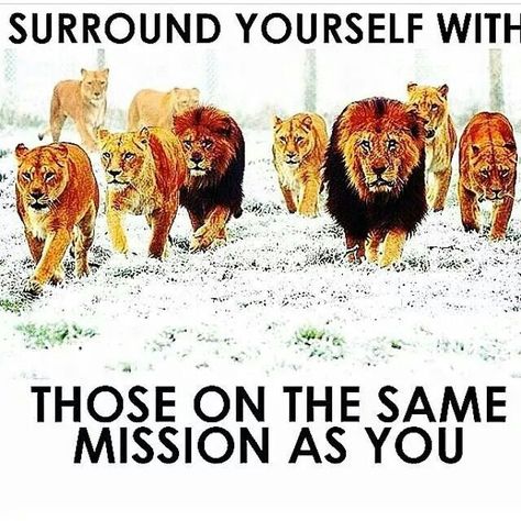 Surround yourself with those on the same mission as you Funny Motivation, Jesus Is Coming, Big Muscles, Bodybuilding Motivation, Workout Humor, Look In The Mirror, Brown Bear, Words Of Wisdom, Fitness Motivation