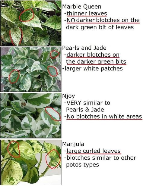 Telling different types of pothos apart Pothos Collection, Types Of Pothos Plants, Types Of Pothos, Plant Leaf Identification, Pothos Varieties, Plants Pothos, Pothos Plant Care, Garden Goals, Zen Den