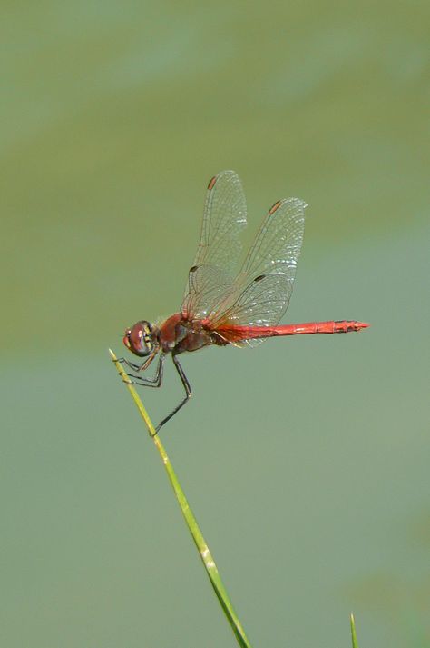 Red dragonfly Red Dragonfly, Beautiful Insects, Damselflies, Dragonfly Dreams, Butterfly Pictures, Dragon Fly, Black And White Pictures, Dream Jewelry, Beautiful Nature