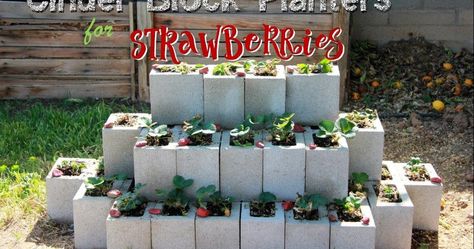 We decided to try a new location for our strawberries this year. Many people make strawberry planters out of plastic products but I would pr... Strawberry Planter Ideas Diy, Diy Strawberry Planter, Strawberry Planter Ideas, Front Yard Designs, Strawberry Seedlings, Growing Strawberries In Containers, Pyramid Planter, Types Of Strawberries, Strawberry Planter