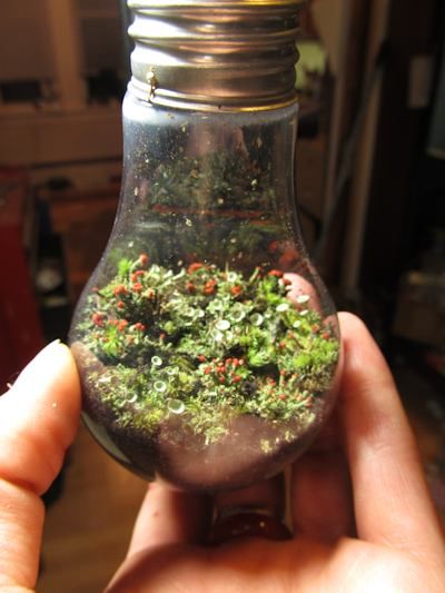 Deck Prism, British Solider, Lightbulb Terrarium, Terrarium Tutorial, Bulb Terrarium, Light Bulb Terrarium, Light Bulb Crafts, English Project, Terrarium Ideas