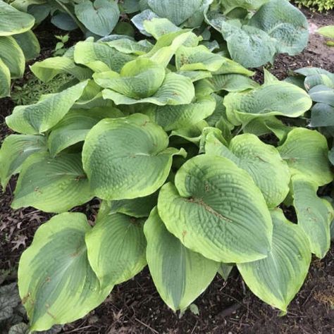 Giant Hosta, Blue Hosta, Annual Garden, Hosta Plants, Plant Zones, Border Plants, Starter Plants, Light Lavender, How To Attract Hummingbirds