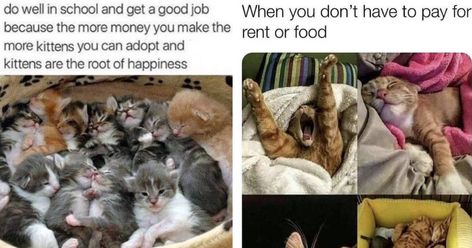 32 Humbling Cat Memes To Get You Over The Hump - I Can Has Cheezburger? Sweet Sayings, Blanket Cover, Sweet Quotes, Funny Cat Memes, Funny Cat, Good Job, Cat Memes, Funny Cats, Adoption